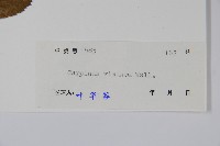 雷公鵝耳櫪藏品圖，第2張
