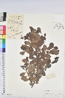 白飯樹藏品圖，第1張