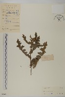 小薊藏品圖，第1張