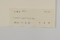 小薊藏品圖，第3張