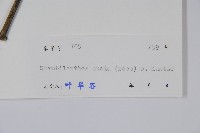 馬藍藏品圖，第2張