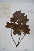 登錄號:S037669藏品圖，第1張