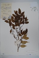 盤柱冬青藏品圖，第1張