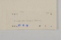 雀舌草藏品圖，第3張