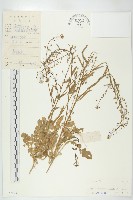 薺藏品圖，第1張