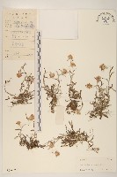 父子草、天青地白藏品圖，第1張