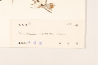 父子草、天青地白藏品圖，第3張