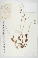 黃鵪菜藏品圖，第1張