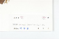 黃鵪菜藏品圖，第3張