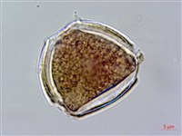 赤楊葉藏品圖，第2張