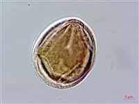 赤楊葉藏品圖，第3張