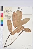 南嶺栲藏品圖，第1張