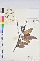 橿葉柯藏品圖，第1張