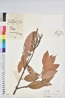 華南栲藏品圖，第1張