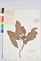 梨果石櫟藏品圖，第1張