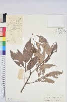 短穗石櫟藏品圖，第1張