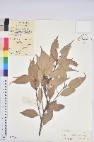 尾葉石櫟藏品圖，第1張