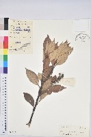 阿里山三斗石櫟、硬斗柯藏品圖，第1張