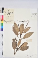 登錄號:S037717藏品圖，第1張