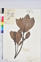 紅勾栲藏品圖，第1張