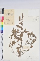 鐵莧菜藏品圖，第1張