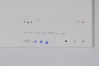尼泊爾赤楊藏品圖，第2張