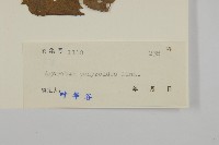 霍香薊藏品圖，第3張