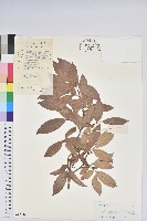 銳葉南燭藏品圖，第1張