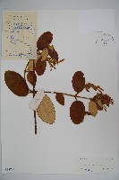 皺葉忍冬藏品圖，第1張