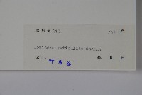 皺葉忍冬藏品圖，第2張