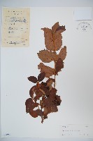 南方莢迷藏品圖，第1張