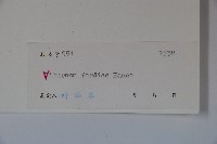 南方莢迷藏品圖，第2張