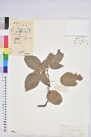 扛香藤藏品圖，第1張