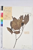 白臼藏品圖，第1張