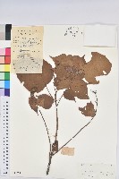 紅背山麻桿藏品圖，第1張