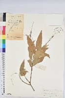 毛果巴豆藏品圖，第1張