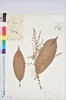 大葉柯藏品圖，第1張