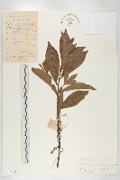 華杜英藏品圖，第1張