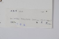 闊葉獼猴桃藏品圖，第2張