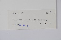 美麗獼猴桃藏品圖，第2張