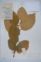 毛花楊桃藏品圖，第1張