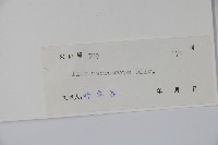 大果冬青藏品圖，第2張