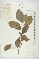 光皮樹藏品圖，第1張