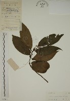 鈍齒鼠李藏品圖，第1張