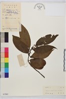 鈍齒鼠李藏品圖，第2張