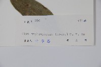 灰葉冬青藏品圖，第2張