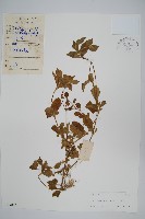 假川牛膝藏品圖，第1張