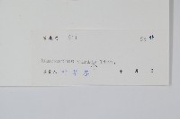 野莧菜藏品圖，第2張