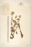 蒲兒根藏品圖，第1張