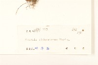 蒲兒根藏品圖，第3張